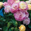 Rosa 'Festy Life®'