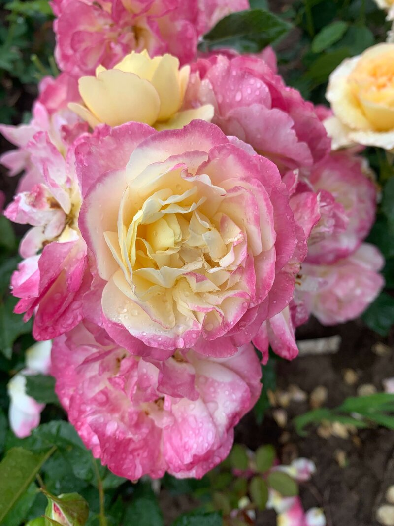 Rosa 'Festy Life®'