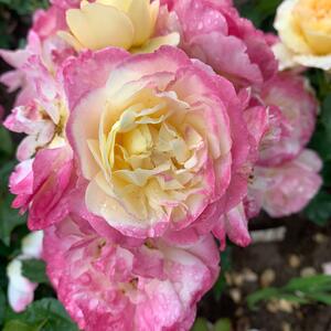 Rosa 'Festy Life®'