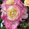 Rosa 'Festy Life®'