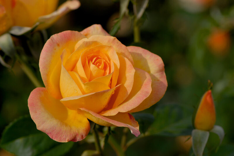 Rosa Golden Medal