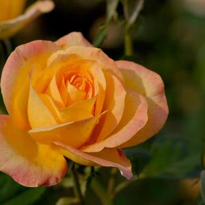 Rosa Golden Medal