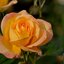 Rosa Golden Medal
