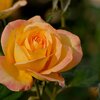 Rosa Golden Medal