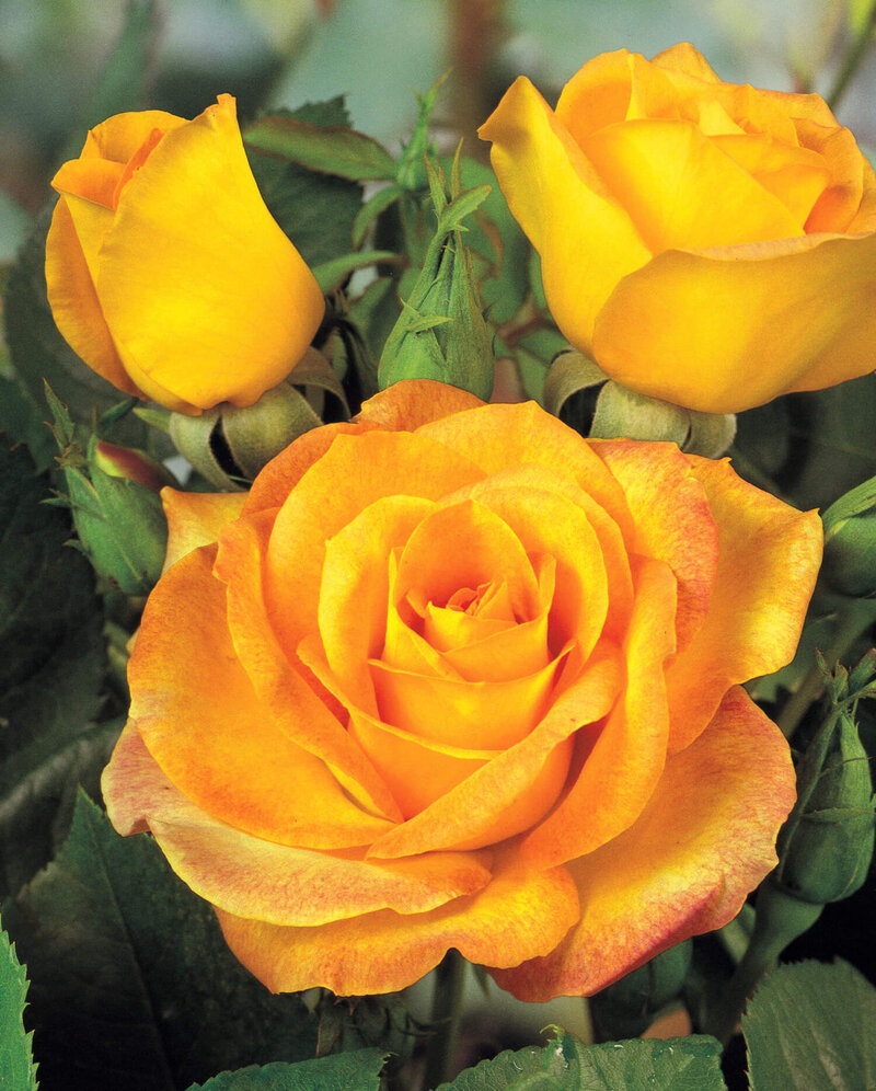 Rosa Golden Medal