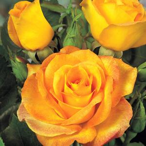 Rosa Golden Medal