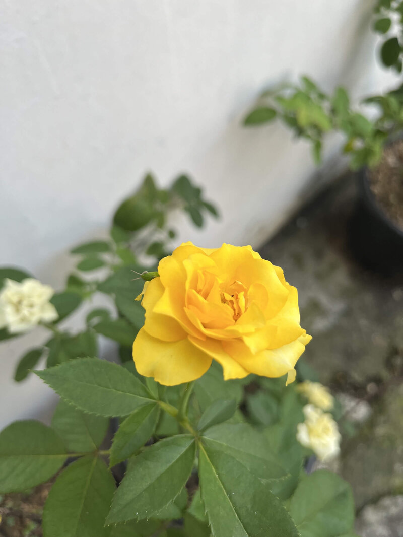 Rosa Golden Medal
