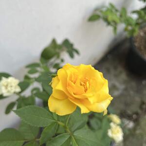 Rosa Golden Medal