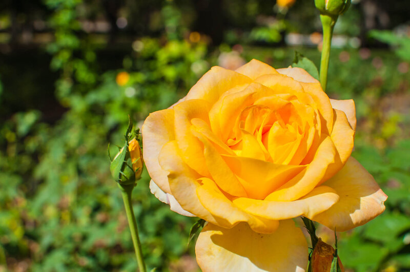 Rosa Golden Medal