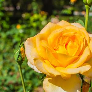 Rosa Golden Medal