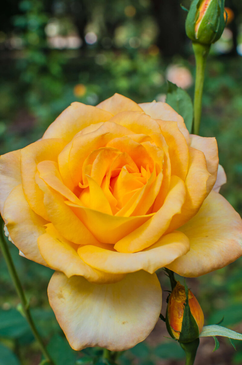Rosa Golden Medal