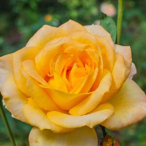Rosa Golden Medal