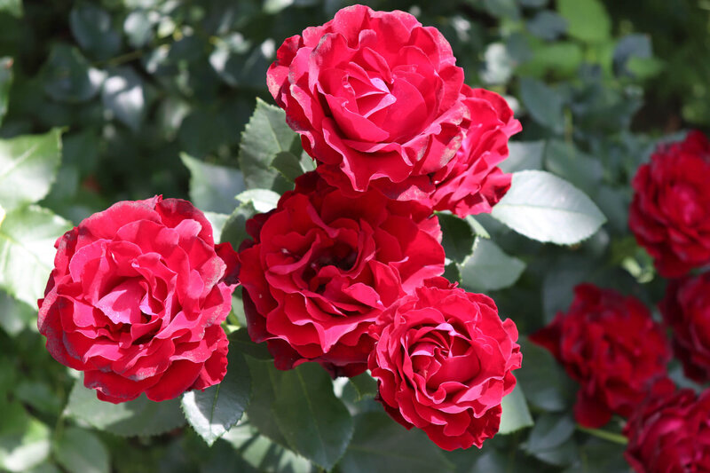 Rosa 'Hommage a Barbara'
