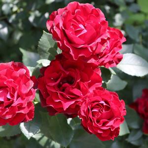 Rosa 'Hommage a Barbara'