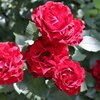 Rosa 'Hommage a Barbara'