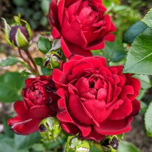 Rosa 'Hommage a Barbara'