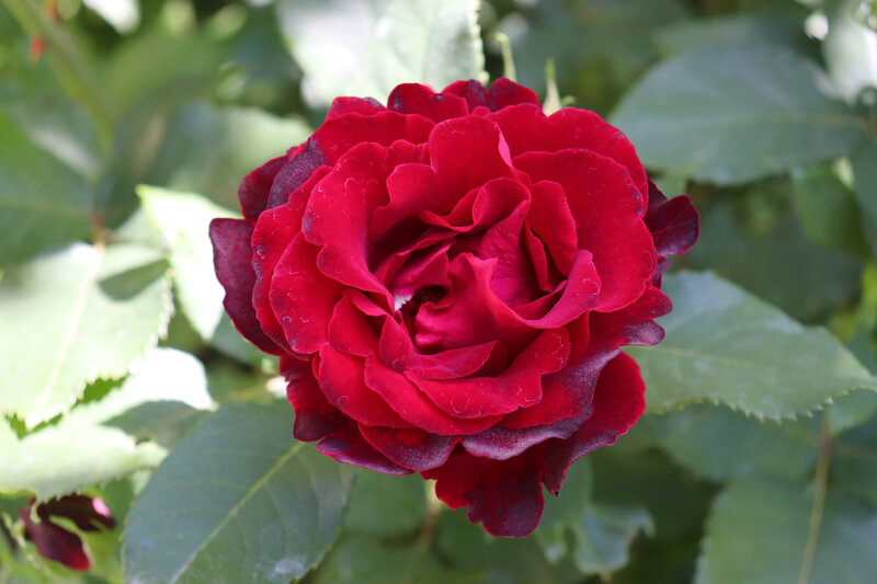 Rosa 'Hommage a Barbara'