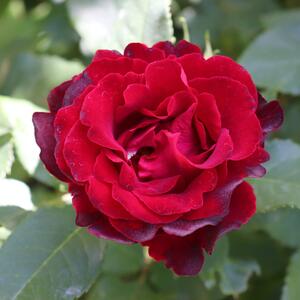 Rosa 'Hommage a Barbara'
