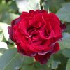 Rosa 'Hommage a Barbara'