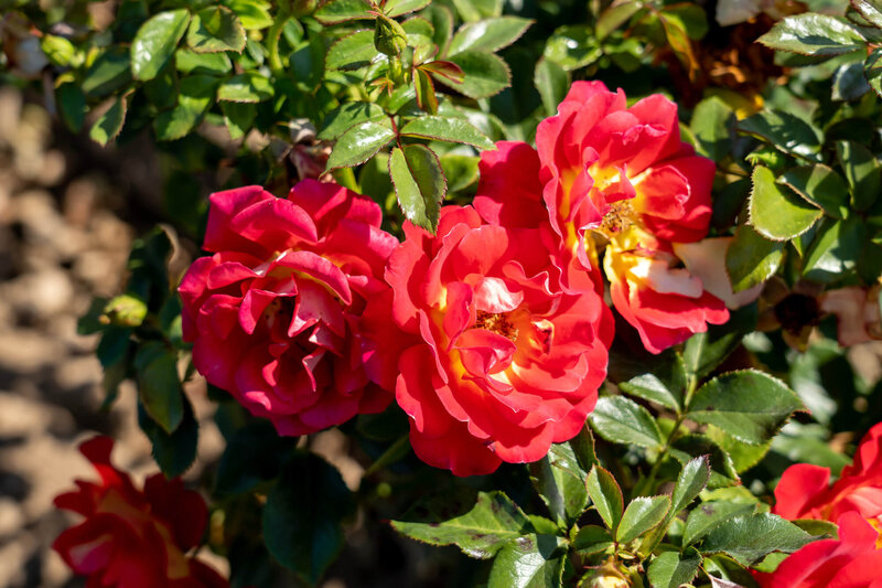 Rosa 'Ketchup & Mustard®'