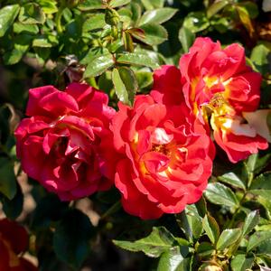 Rosa 'Ketchup & Mustard®'