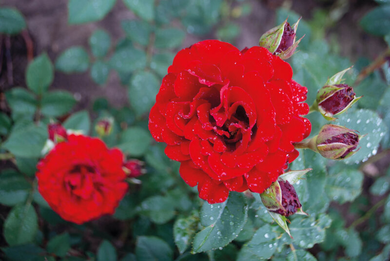 Rosa 'Lady in Red'