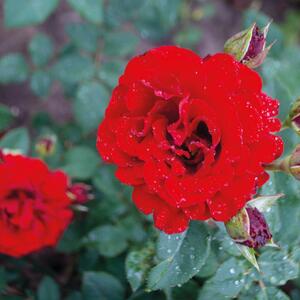 Rosa 'Lady in Red'