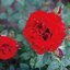 Rosa 'Lady in Red'