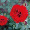 Rosa 'Lady in Red'