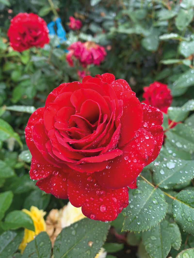 Rosa 'Lady in Red'