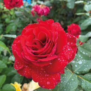 Rosa 'Lady in Red'