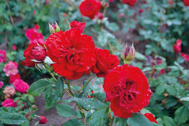 Rosa 'Lady in Red'