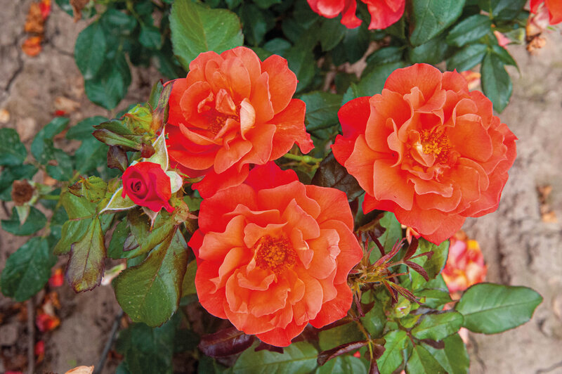 Rosa 'Miss Tango'