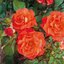Rosa 'Miss Tango'