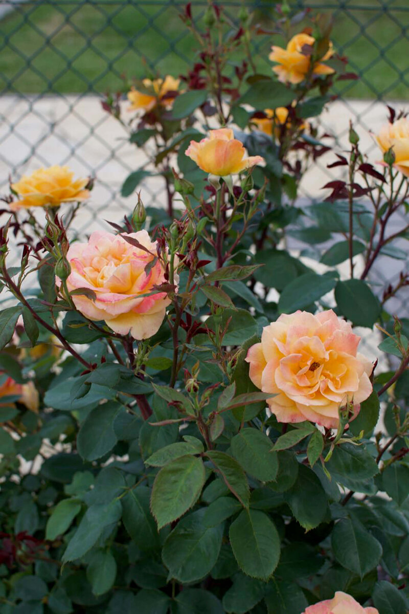 Rosa Orientalia