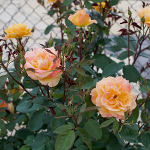 Rosa Orientalia