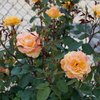 Rosa Orientalia