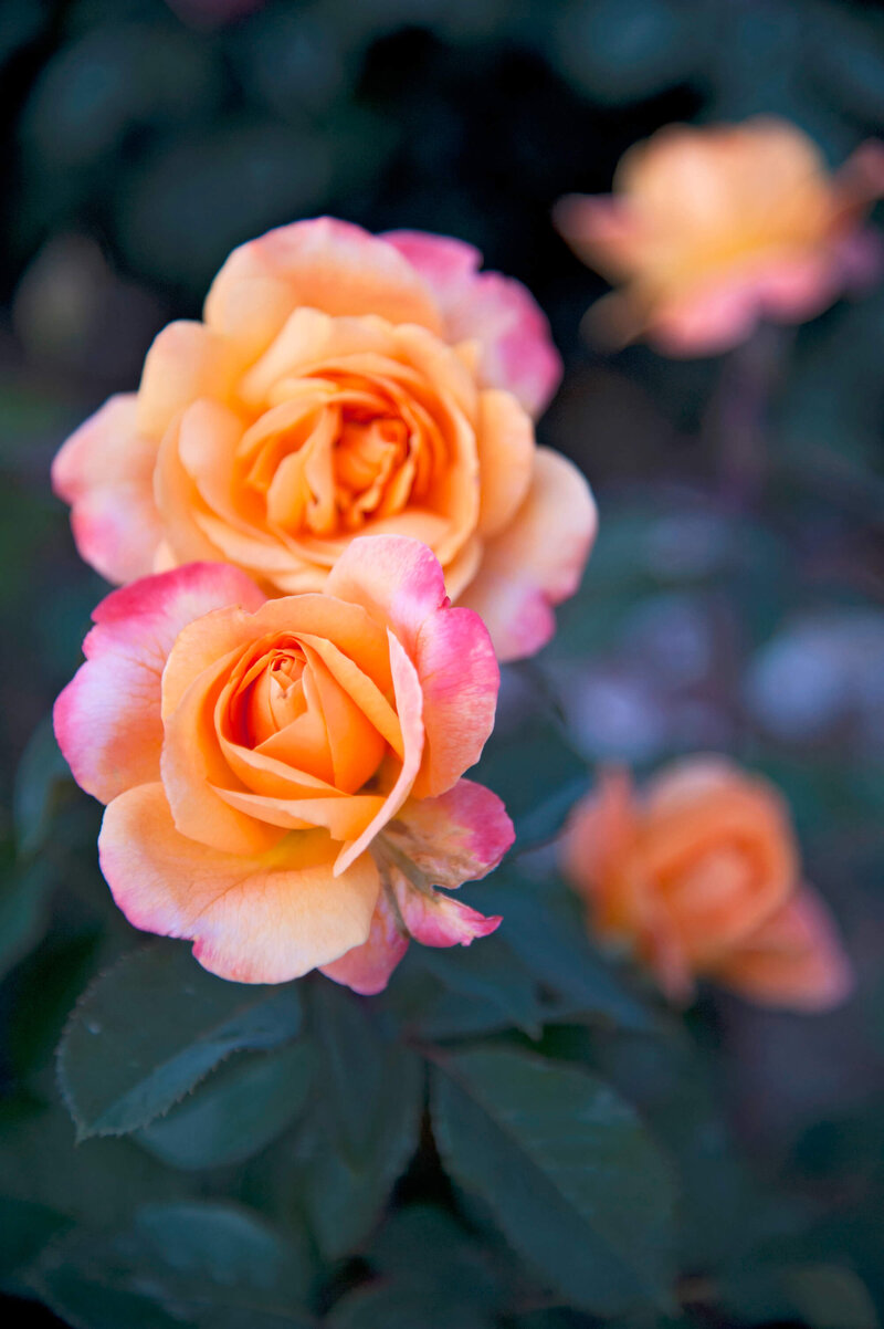 Rosa Orientalia