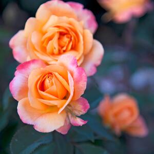 Rosa Orientalia