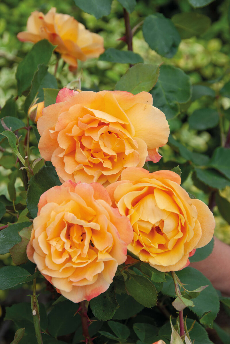 Rosa Orientalia