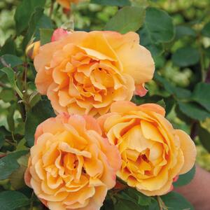 Rosa Orientalia