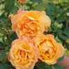 Rosa Orientalia