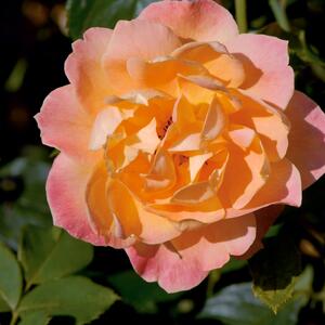 Rosa Orientalia