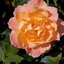 Rosa Orientalia