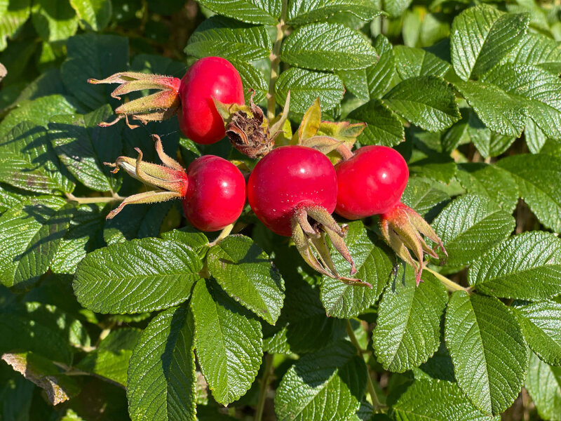 Rose rugosa
