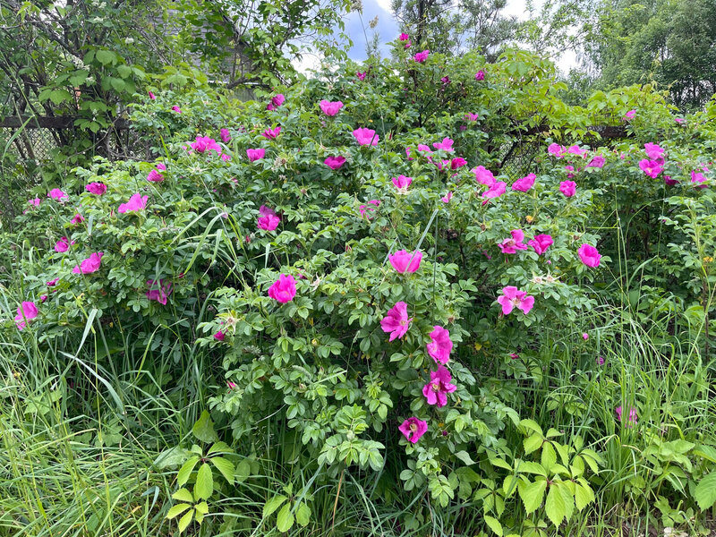 Rose rugosa