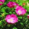 Rose rugosa