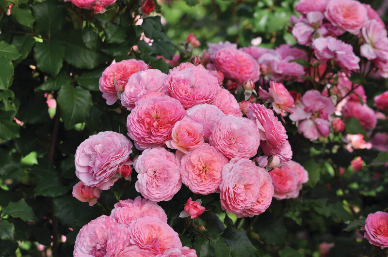 Rosa 'Theo Clevers'