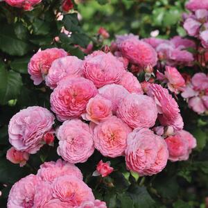 Rosa 'Theo Clevers'