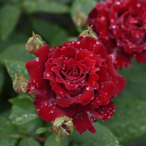 Rosa 'Hommage a Barbara'